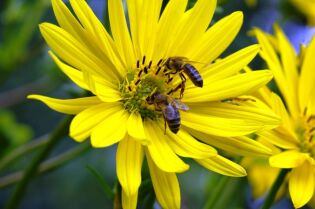 Grafika przedstawia dwie pszczoły na żółtych kwiatkach.