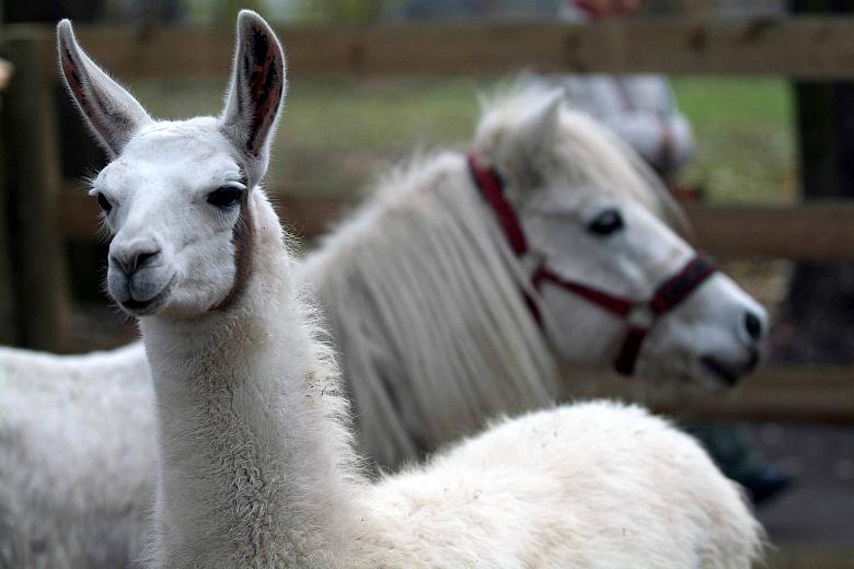 Niewątpliwą atrakcją, szczególnie dla naszych milusińskich, będzie małe zoo...