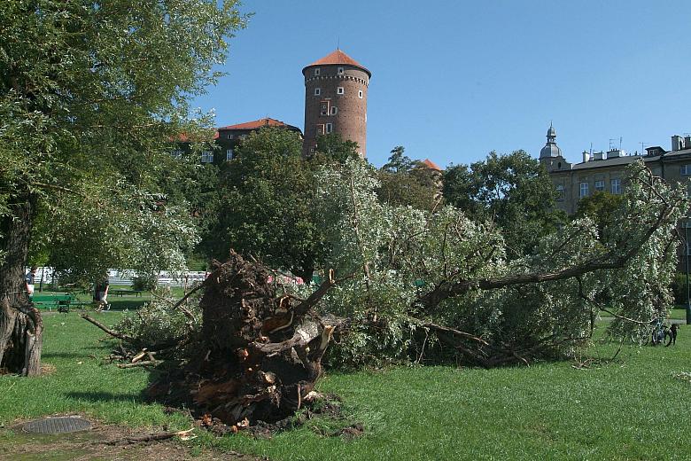 ...rosnące u stóp Wawelu, na bulwarach nad Wisłą.