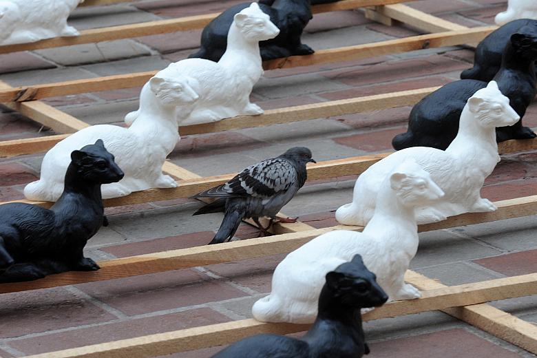 Słynny kaznodzieja z pewnością jest zdumiony łasicową inwazją. Natomiast krakowski gołąb przyjmuje plastykowych drapieżców ze st